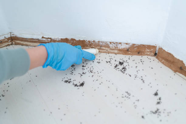 Best Local Pest Control Services  in Lake Belvedere Estates, FL